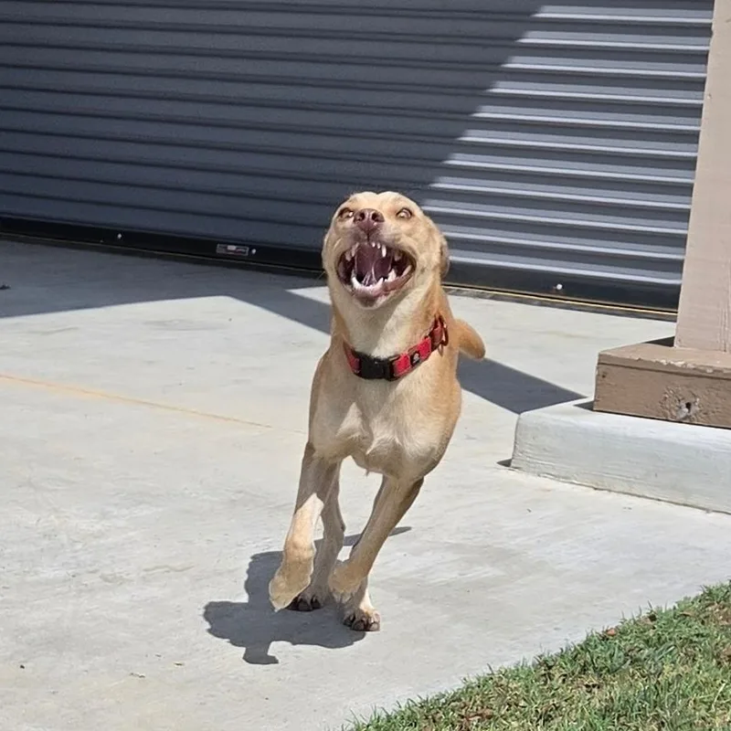 An adult medium-sized female Shepherd dog named Honey for adoption in Tulsa, OK