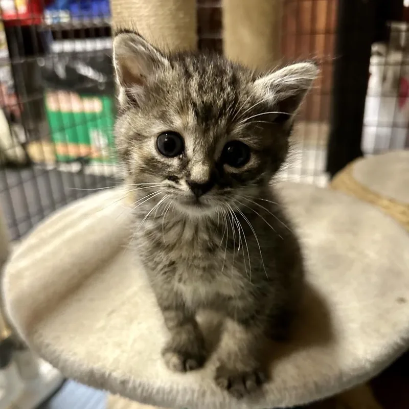 A baby small-sized female Torbie Domestic Short Hair cat named Diana for adoption in Simi Valley, CA