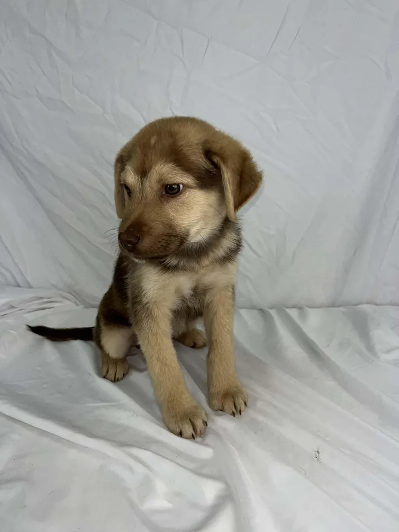 Cheese The Retriever Mix thumbnail 2
