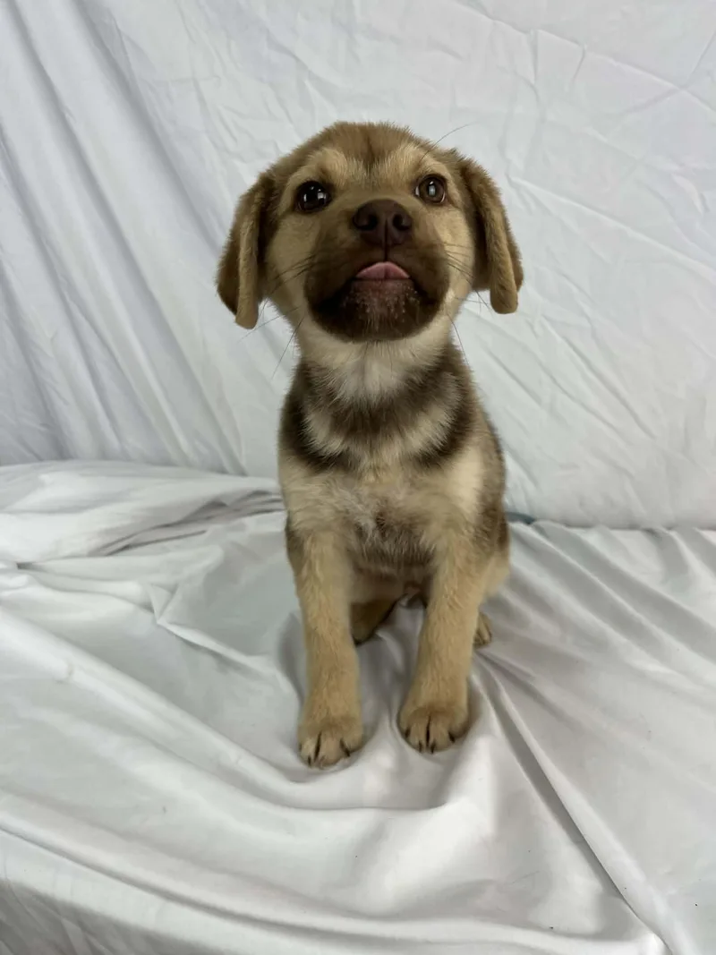 Cheese The Retriever Mix thumbnail 3