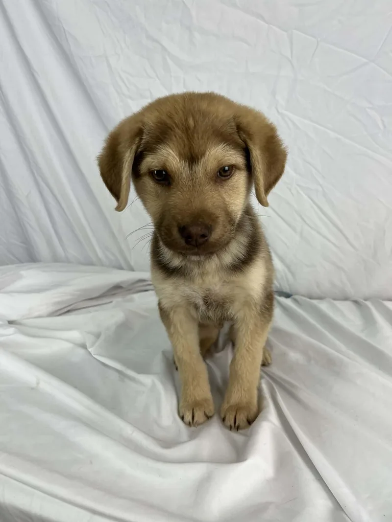Cheese The Retriever Mix thumbnail 4
