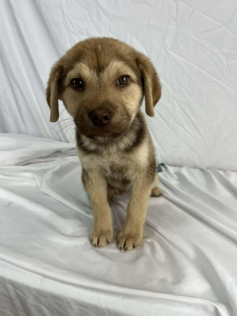 Cheese The Retriever Mix