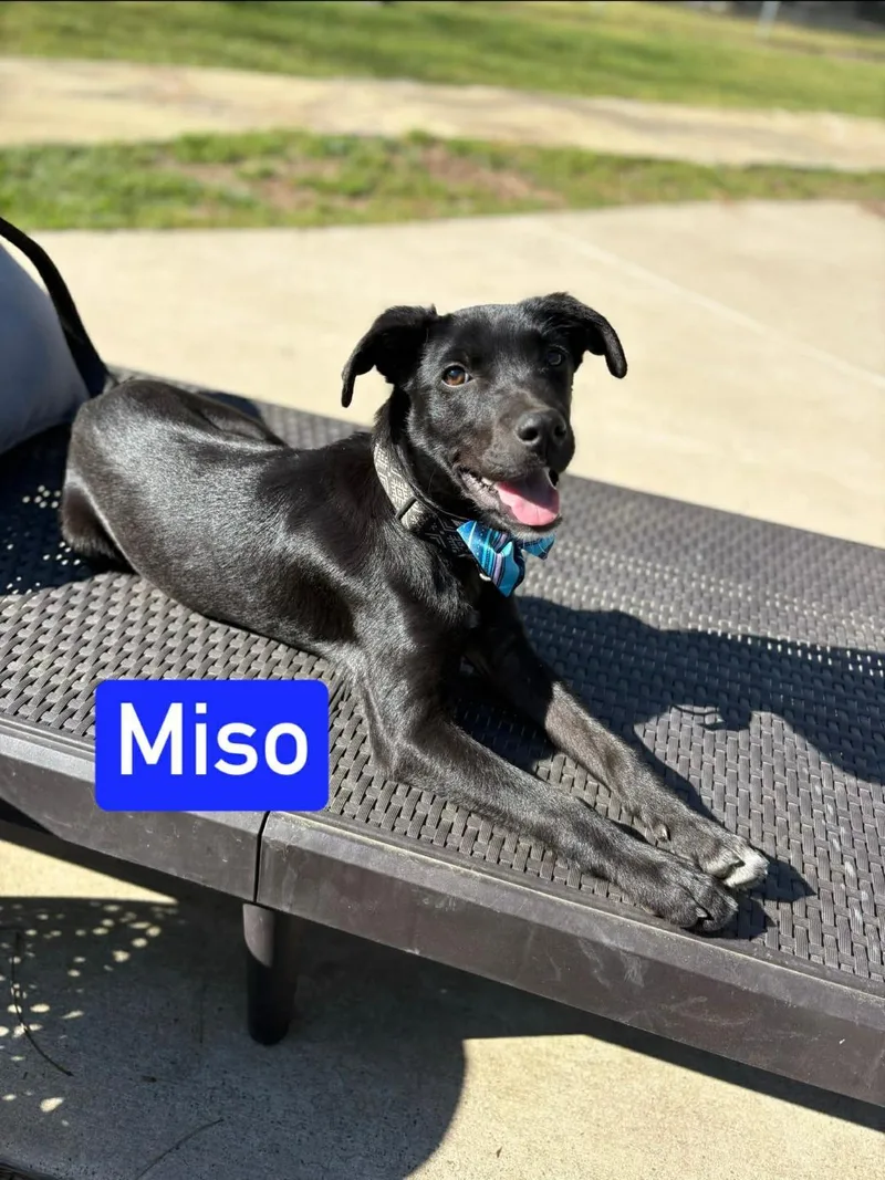 Miso