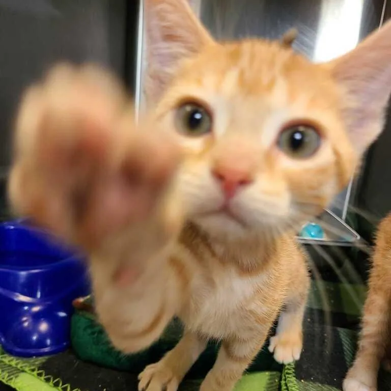 A baby small-sized male Orange / Red Domestic Short Hair cat named Buzz for adoption in Davenport, IA