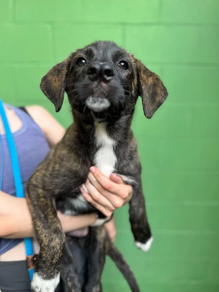 A baby large-sized male Brindle Great Pyrenees dog named Bolt for adoption in Elmsford, NY