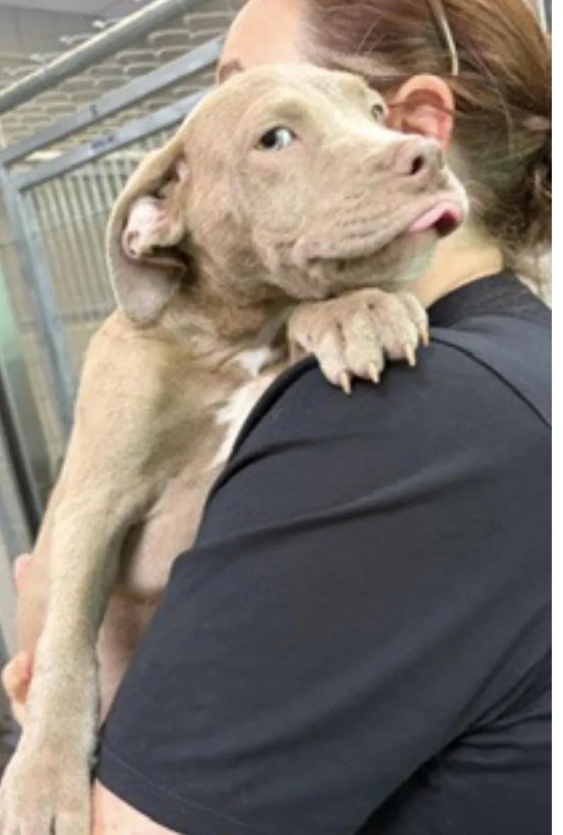 A baby medium-sized male Brown / Chocolate Terrier dog named Biscotti for adoption in Cumberland, RI