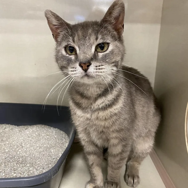 A young medium-sized female Gray / Blue / Silver Domestic Short Hair cat named Brivon for adoption in St. Paul, MN