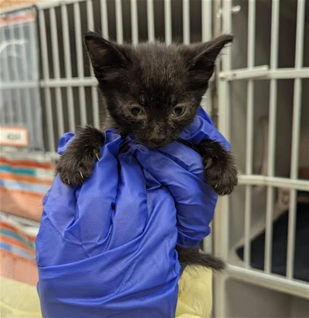 A baby medium-sized female Domestic Short Hair cat named Angel for adoption in Dallas, TX
