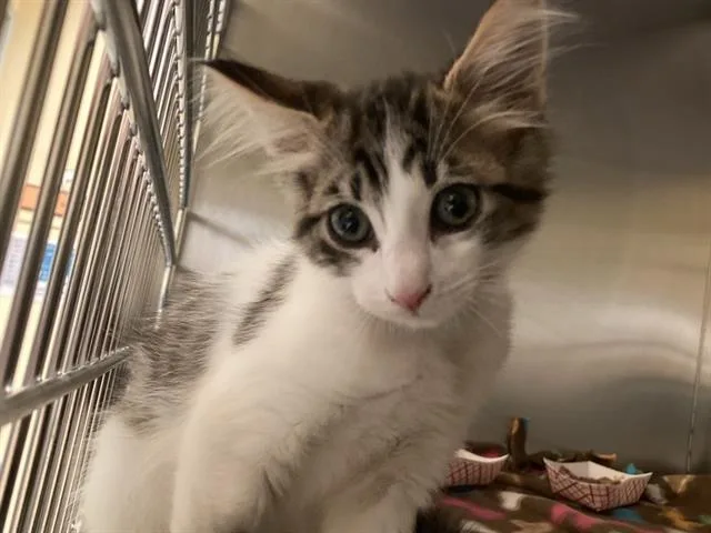 A baby small-sized male Domestic Short Hair cat named Wilbur for adoption in Tustin, CA