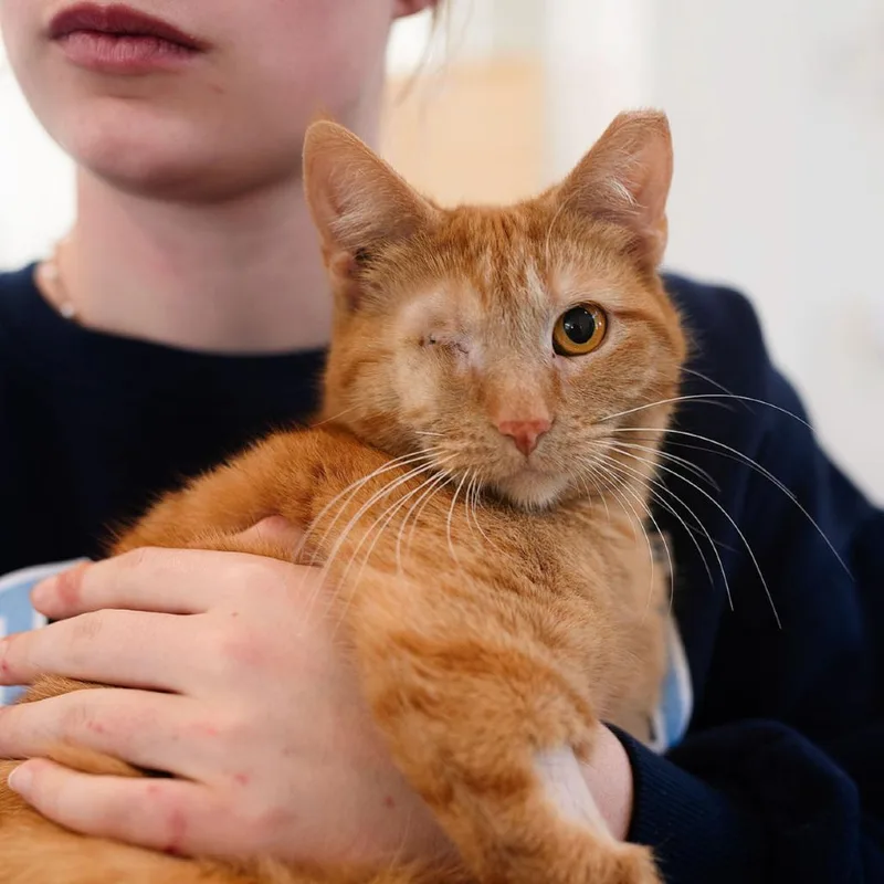 An adult medium-sized female Orange / Red Domestic Short Hair cat named Scarlett for adoption in Chapel Hill, NC