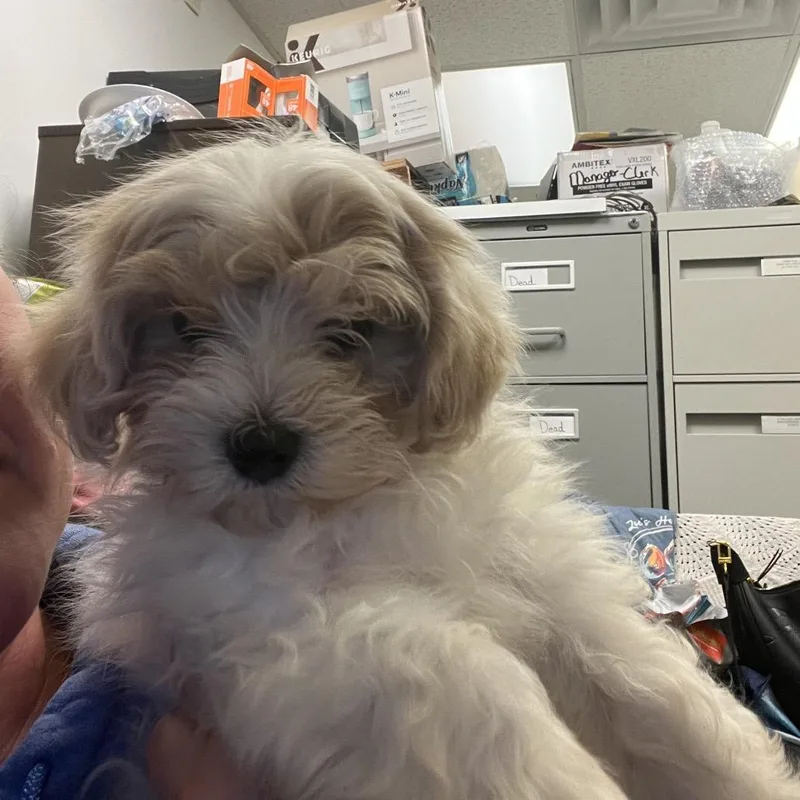 A baby small-sized male White / Cream Maltese dog named Bibble for adoption in Sinking Spring, PA