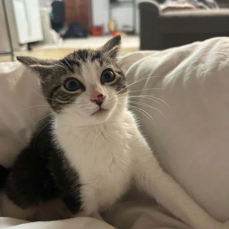 Bibbi