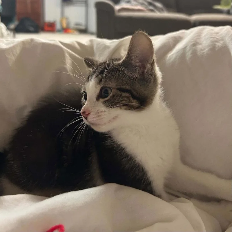 Bibbi thumbnail 3