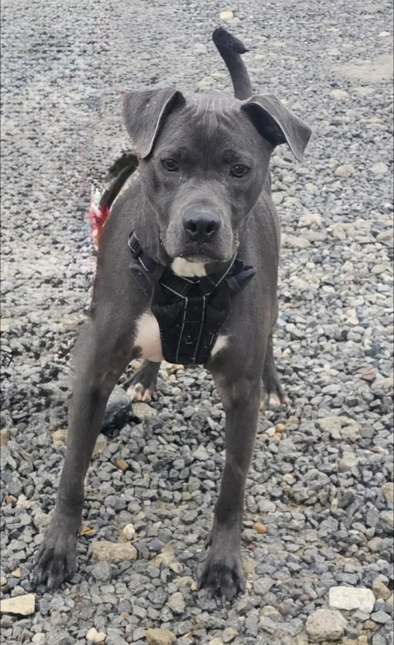 An adult medium-sized male Mixed Breed dog named Alberto for adoption in Warren, OH