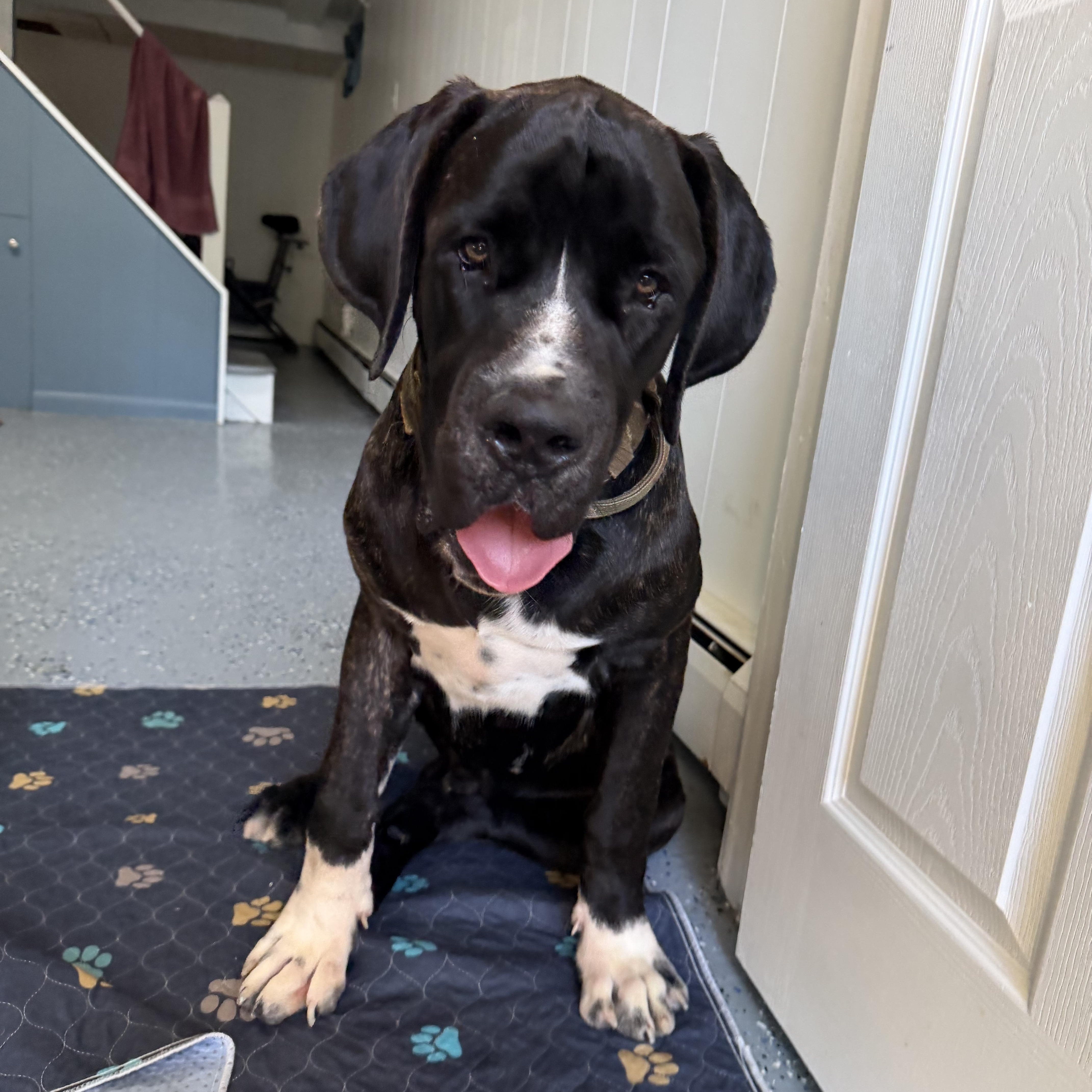 Bodhi thumbnail 4