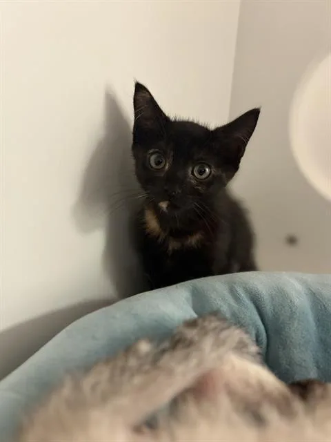 A baby small-sized female Domestic Medium Hair cat named Pitch for adoption in Sugar Land, TX