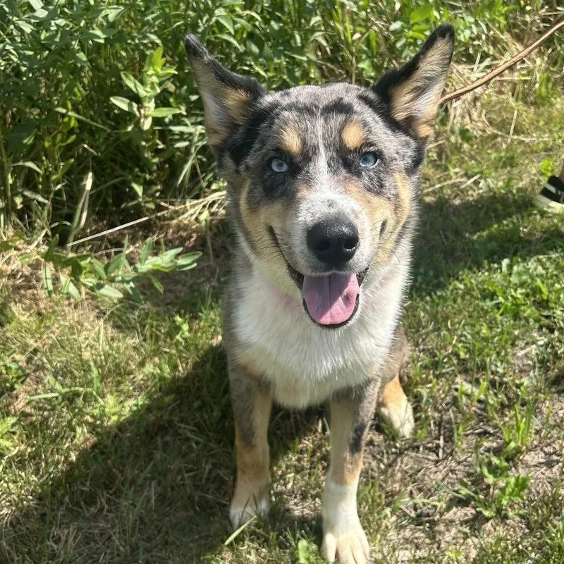 Beau