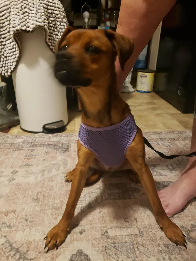 Miss Rosie