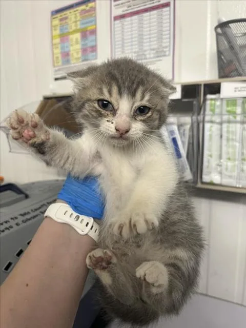 A baby small-sized male Gray / Blue / Silver Domestic Medium Hair cat named Century Egg for adoption in Woodland, CA
