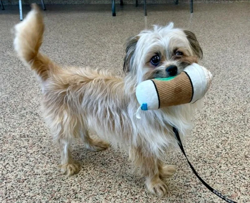A young small-sized male Lhasa Apso dog named Henry for adoption in Hamburg, NY
