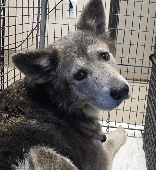 An adult large-sized female Shepherd dog named Dublin for adoption in El Cajon, CA