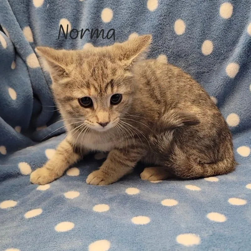 Norma