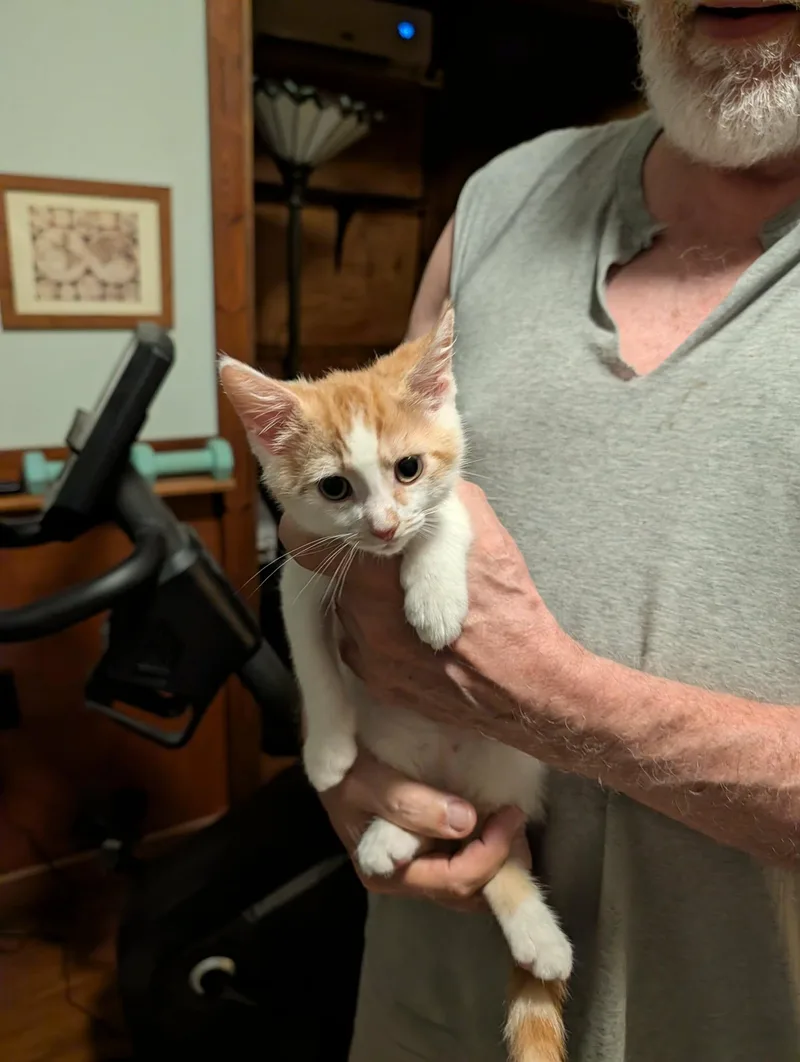 A baby medium-sized male Orange & White Domestic Short Hair cat named Chuckie for adoption in Frenchburg, KY