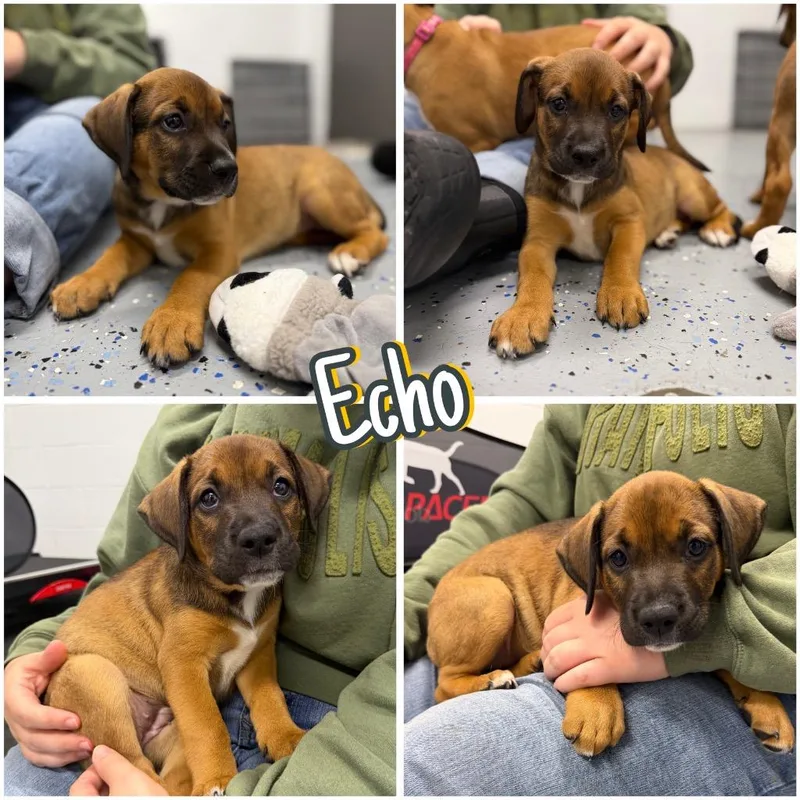 Echo thumbnail 4