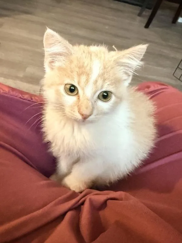 A young medium-sized male Domestic Short Hair cat named Bo for adoption in Denver, CO