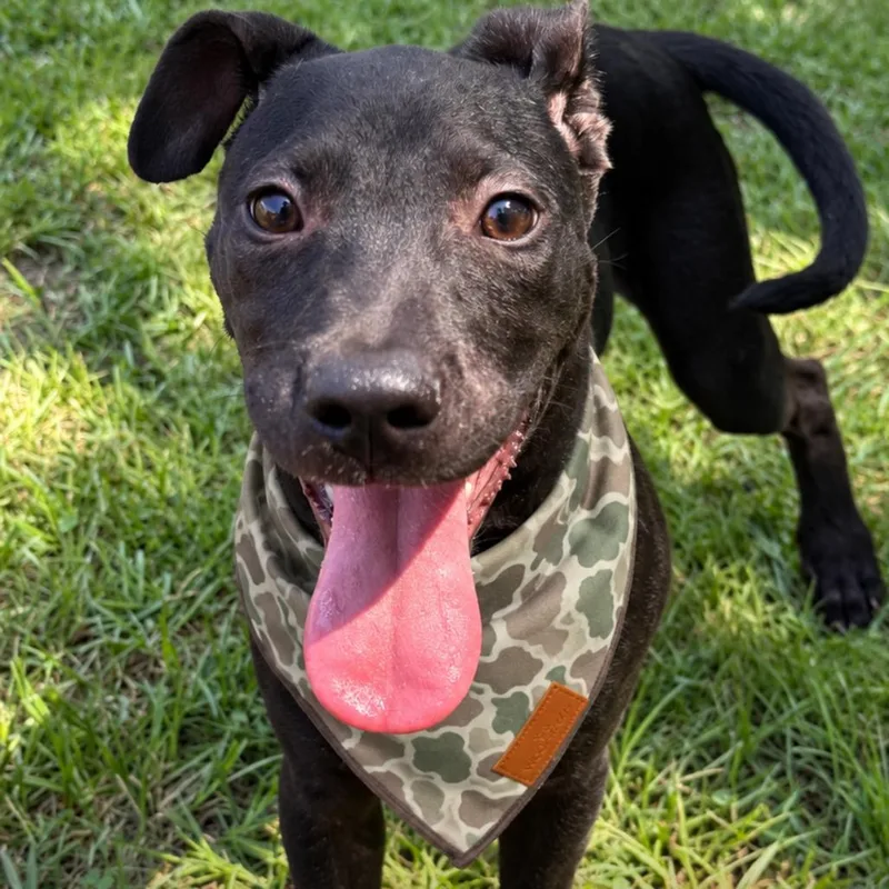 A baby small-sized male Black Mixed Breed dog named Cliff for adoption in Naples, FL