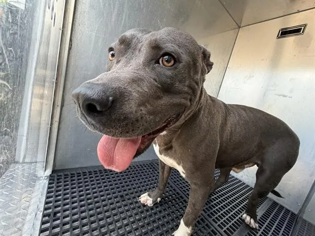 A young medium-sized male Pit Bull Terrier dog named Leather for adoption in Dallas, TX