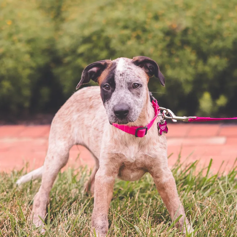 A baby medium-sized female Mixed Breed dog named Ella for adoption in Columbia, MD