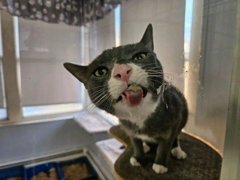 Maverick thumbnail 3