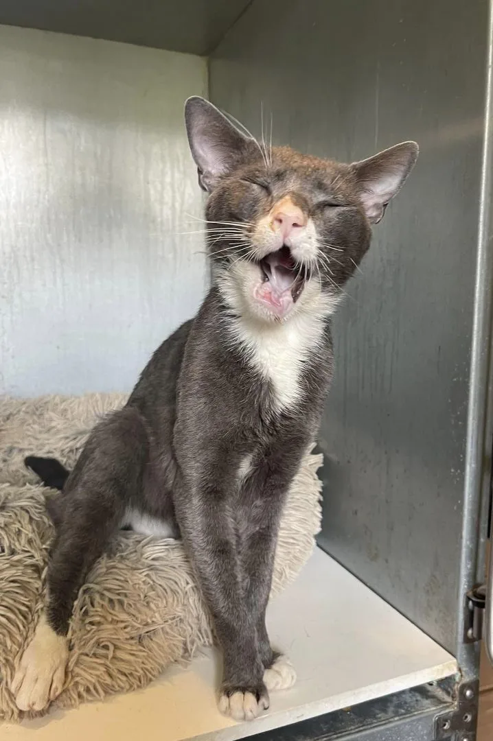 Maverick thumbnail 4