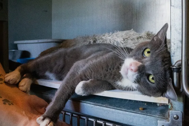 Maverick thumbnail 5