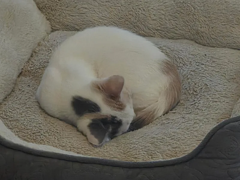 Cookie thumbnail 2