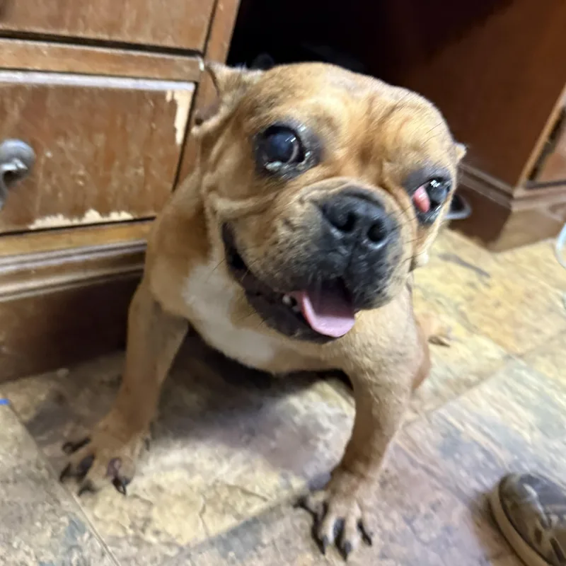 An adult small-sized female Yellow / Tan / Blond / Fawn French Bulldog dog named Heatwave for adoption in Columbia, SC