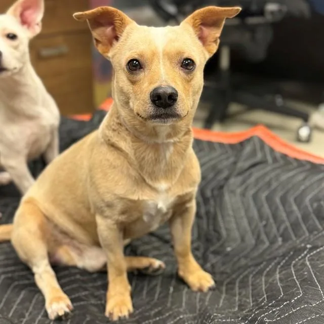 An adult small-sized male Chihuahua dog named Putter for adoption in Conroe, TX