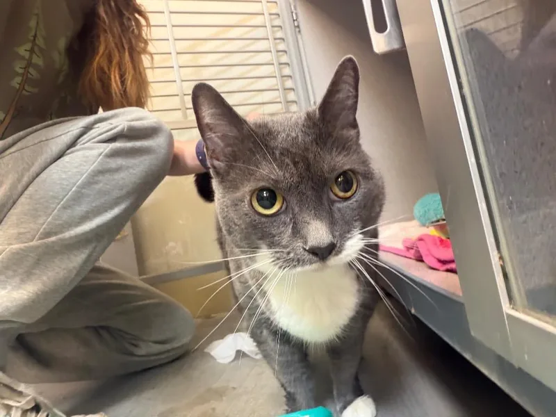 An adult large-sized female Domestic Short Hair cat named Mushkin for adoption in Liverpool, NY