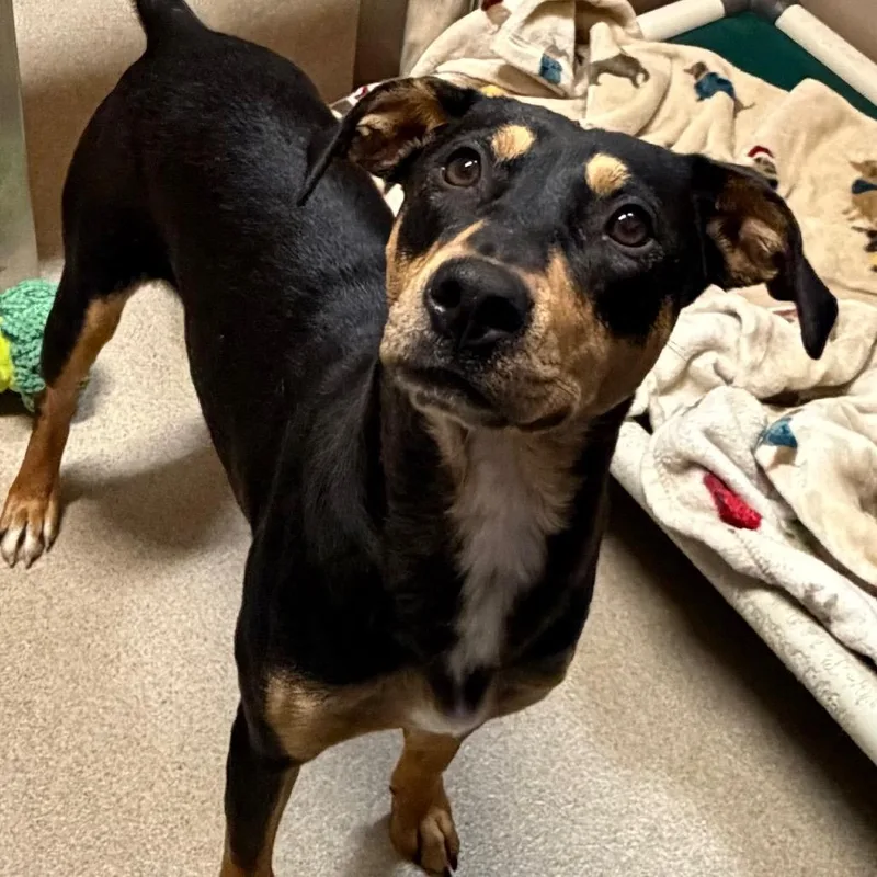 A young medium-sized female Black Mixed Breed dog named Vixen for adoption in Waukesha, WI