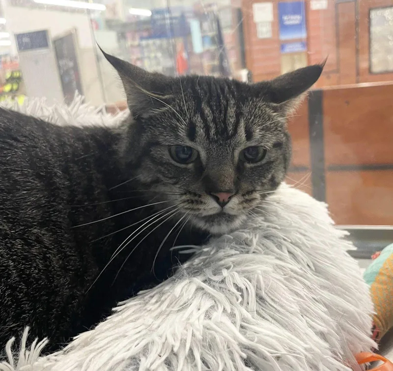 An adult medium-sized female Domestic Short Hair cat named Rain for adoption in Salem, MA