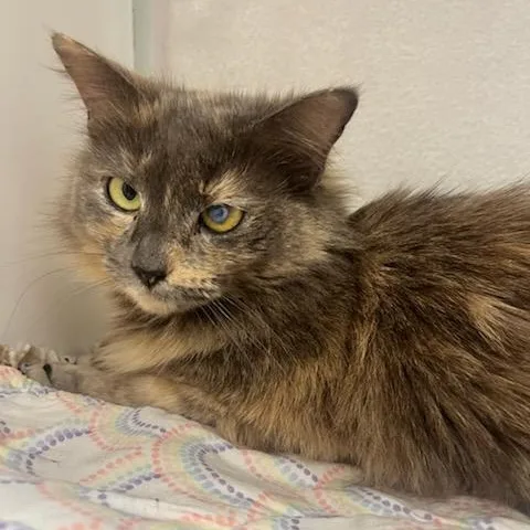 An adult medium-sized female Dilute Tortoiseshell Domestic Medium Hair cat named Tinkerbell for adoption in Manassas, VA