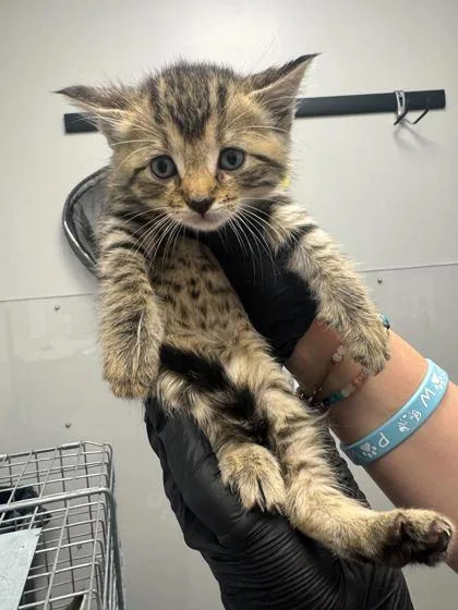 A baby small-sized female Domestic Short Hair cat named Yuna for adoption in Sevierville, TN
