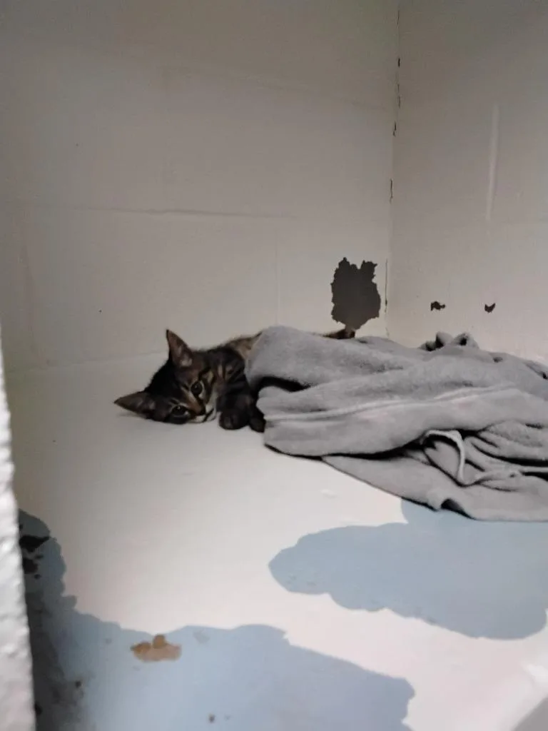 A baby small-sized male Domestic Short Hair cat named Kit for adoption in Ada, OK