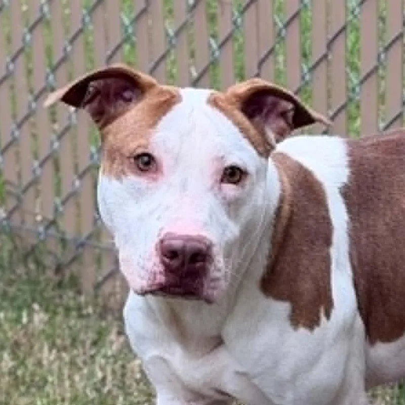An adult medium-sized female White / Cream Pit Bull Terrier dog named 26-01744 for adoption in Fredericksburg, VA