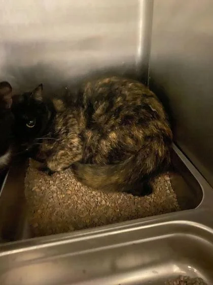 An adult small-sized female Domestic Short Hair cat named Vegan Clam Chowder for adoption in Spruce Pine, NC
