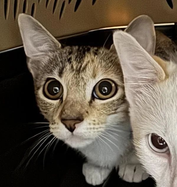 A baby medium-sized female Domestic Short Hair cat named Lori for adoption in Des Moines, IA