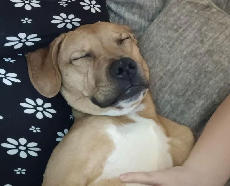 Toblerone thumbnail 3