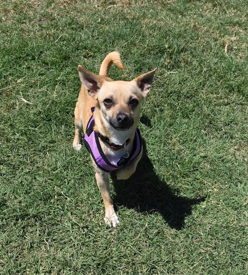 A young small-sized female Apricot / Beige Chihuahua dog named Penny for adoption in El Mirage, AZ