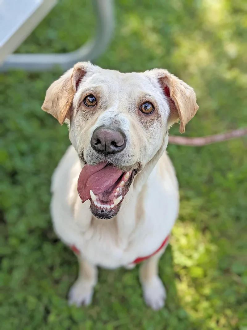 Mazzy Starr thumbnail 3